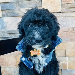 Aussiedoodle and Bernedoodle Puppies from Deer Canyon Family Doodles