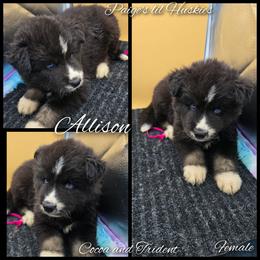 Allison - Black and white female Siberian Husky puppy in Bloomfield, Indiana from Paiges lil huskies