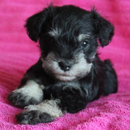 Miniature Schnauzer puppies from Crooked Tree Ranch