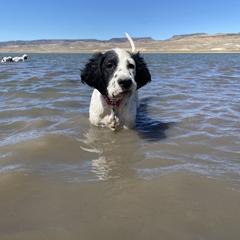 English Setter Puppies from Steens Mountain Setters