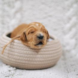 Light pink - Mulan - Red  female Goldendoodle puppy in Duncan, South Carolina from Abner Creek Poodles & Doodles