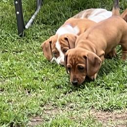 Dachshund Puppies from Witchy Woman’s Wiener’s