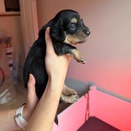 Walnut - Black and tan female Dachshund puppy in Mesa, Arizona from Bris Dachshunds