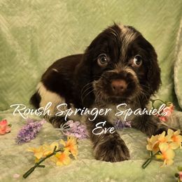 EVE (Girl 1) - Liver and white English Springer Spaniel puppy in Mobile, Alabama from Roush English Springer Spaniels