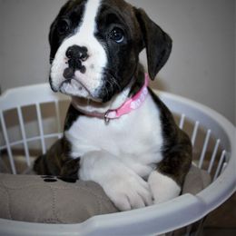 Boxer Puppies from Huntley Boxer Pieces