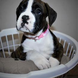 Boxer Puppies from Huntley Boxer Pieces