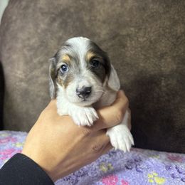 Dachshund Puppies from JBDKennel