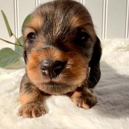 Shaded Red - Red male Dachshund puppy in Nampa, Idaho from Long_and_Low_Dachshunds