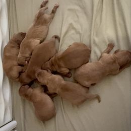 Girl 1 - Yellow female Labrador Retriever puppy in Wardensville, West Virginia from Sager’s Labrador Puppies