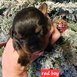 Red boy - Black and mahogany male Rottweiler puppy in Custer County, Oklahoma from Rough Creek Kennels