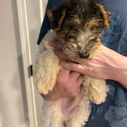 Boy 1 - White black and tan male Wire Fox Terrier puppy in Acton, Massachusetts from Far Echo Fox Terriers