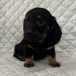 Boy 1 - Black and tan male Dachshund puppy in Galax, Virginia from Dells  Dachshund’s