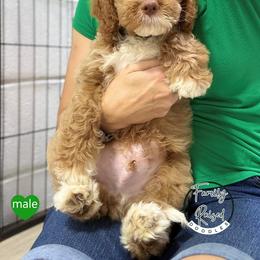Mr Green - Phantom male Springerdoodle puppy in Kendall, New York from Family Raised Doodles