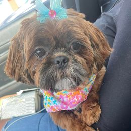 Shih Tzus and Yorkshire Terriers from MotorCity Lavish K9s