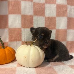 Diamond - Blue brindled fawn female Chihuahua puppy in Beckemeyer, Illinois from Guardian’s of the Chihuahuas