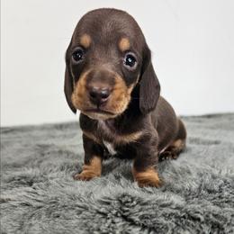 Chocolate and tan male (tiny) 3208.56 - Chocolate and tan male Dachshund puppy in Belle Rive, Illinois from Akin's Miniature Dachshunds, LLC