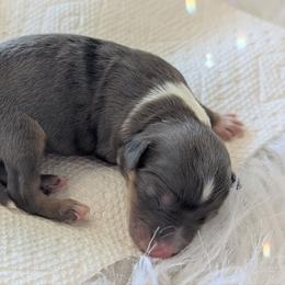 Gene - Blue merle male Toy Australian Shepherd puppy in Mountain Home, Idaho from LJK Boxers & Toy Aussies