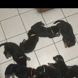 German Shepherd Puppies from Flussufer German Shepherds