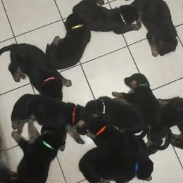 German Shepherd Puppies from Flussufer German Shepherds