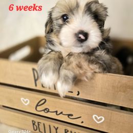 Sprout - Black and tan brindle male Havanese puppy in Trinity, Alabama from Tooties Cuties Havanese