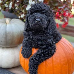 Aussiedoodles, Bernedoodles, Goldendoodles, and Poodles from Flat Rock Doodles LLC