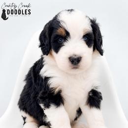Kenny - Tri-color male Bernedoodle puppy in Tipton, Indiana from Country Creek Doodles