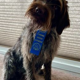 Wirehaired Pointing Griffon All Grown Up from Longleaf Griffons
