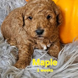 Maple - Red  female Goldendoodle puppy in Syracuse, Utah from Just Doodling Dogs