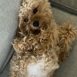 Coco - Goldendoodle