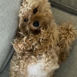 Coco - Goldendoodle
