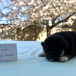 Xayah - Black and tan female Shiba Inu puppy in Portland, Oregon from West Coast Shibas