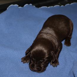 Poppy - Chocolate female Labrador Retriever puppy in Camden, Indiana from Camden's Caring Canines