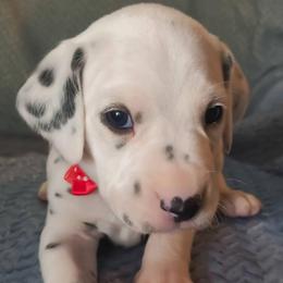 Alastor (Red Collar Male) HUA - White and black male Dalmatian puppy in Raymondville, Missouri from Wagner's Dalmatian's