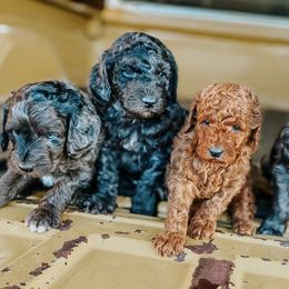 Aussiedoodles and Goldendoodles from Mackedoodles