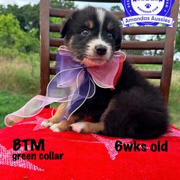 BTM green collar - Black tri-color male Australian Shepherd puppy in Greenville, Texas from Amandas Aussies