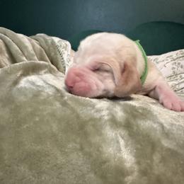 Mordecai - Lemon and white male Basset Hound puppy in Bellaire, Ohio from Blessed Bassets