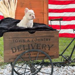 Platinum male - Cream male French Bulldog puppy in Jefferson City, Missouri from Central Frenchie Haven