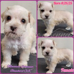 Mabel's Creme - Liver female Miniature Schnauzer puppy in Blanchard, Oklahoma from Mystique Kennel
