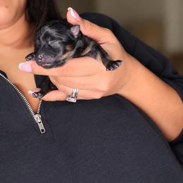 Girl 1 - Black and tan female Pomeranian puppy in Amarillo, Texas from Panhandle Poms