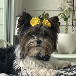 Cookie - Biewer Terrier