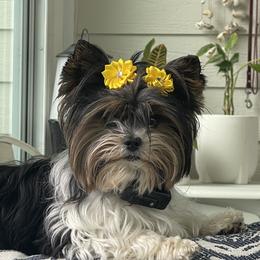 Cookie - Biewer Terrier