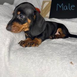 Boy 2 - Black and tan male Dachshund puppy in Stilwell, Oklahoma from Stilwell’s Dachshunds