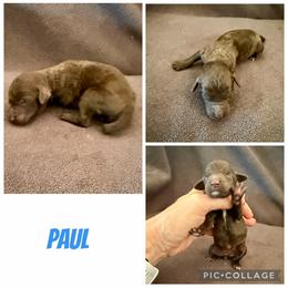 Paul - Brown male Poodle puppy in Piqua, Kansas from Legacy Farms Standard Poodles