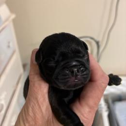 Girl 1 - Black female Pug puppy in Checotah, Oklahoma from Baxter Family Pugs
