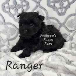 Ranger - Black and tan male Yorkshire Terrier puppy in Adair, Oklahoma from Phillippe's Puppy Paws