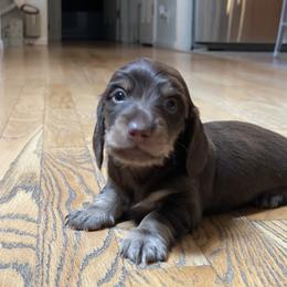 Dachshund Puppies from Devoted Doxies - DLL