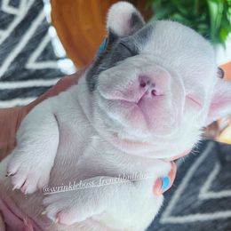 Legend - Cream French Bulldog puppy in Sonoma, California from Wrinkle Boss FrenchBulldogs