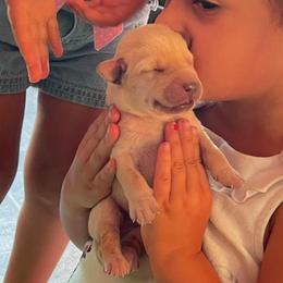 Labrador Retriever Puppies from Gochee Labs