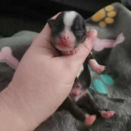 Pascal - Black and white male Chihuahua puppy in Ashtabula, Ohio from Paw's & Awe's Chihuahuas