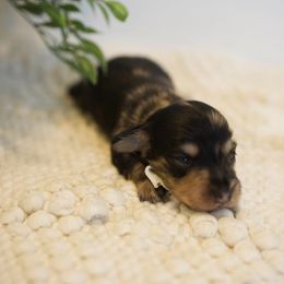 Tilly - Dapple female Dachshund puppy in Indiantown, Florida from Turquoise River Minature Dachshunds